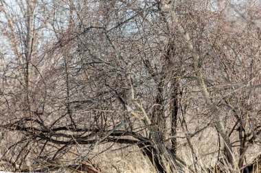 Doğal ortamdaki güzel baykuşun yakın plan çekimi.