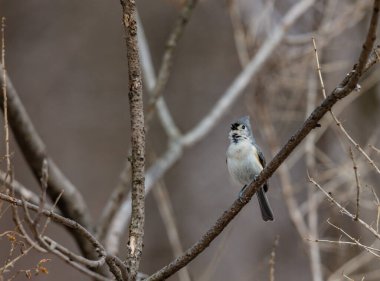 Dallara tüneyen güzel vahşi kuşun yakın çekimi