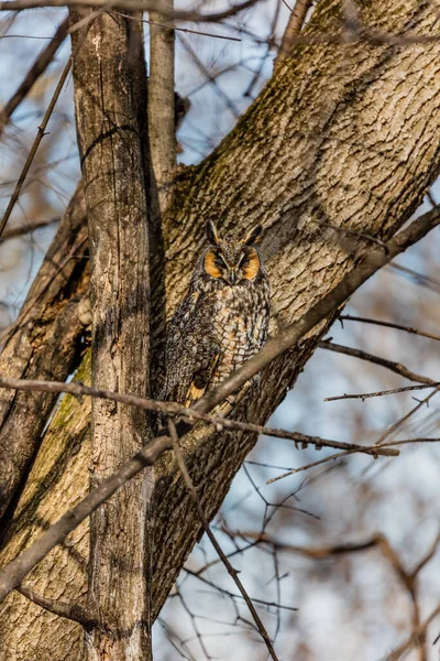 Gros Plan Belle Chouette Dans Habitat Naturel — Photo