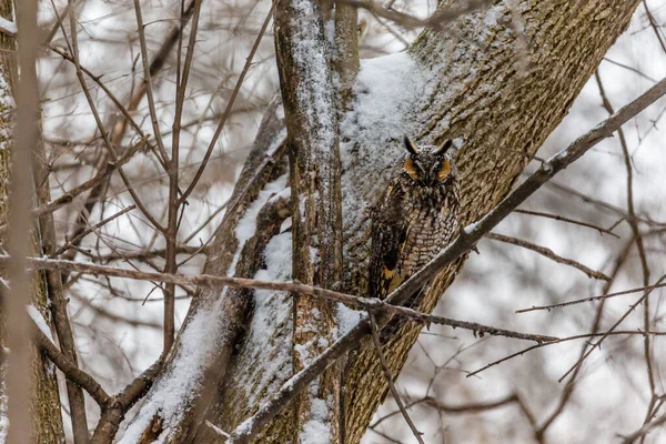 Gros Plan Belle Chouette Dans Habitat Naturel — Photo