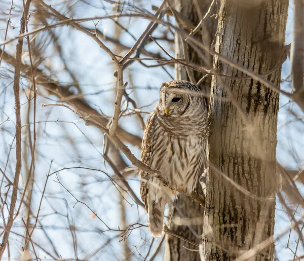 Gros Plan Belle Chouette Dans Habitat Naturel — Photo