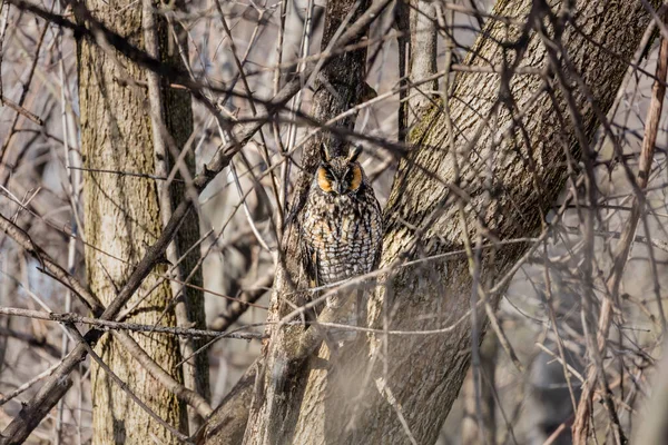 Gros Plan Belle Chouette Dans Habitat Naturel — Photo