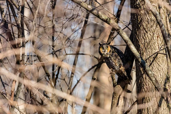 Gros Plan Belle Chouette Dans Habitat Naturel — Photo