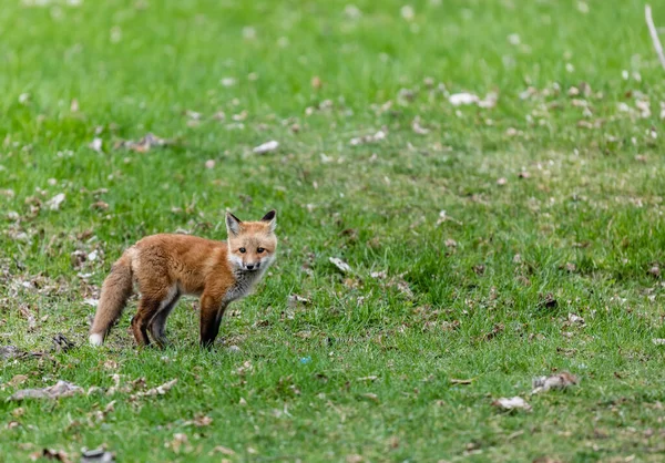 Primo Piano Colpo Bella Volpe Selvatica Sul Prato Verde — Foto Stock