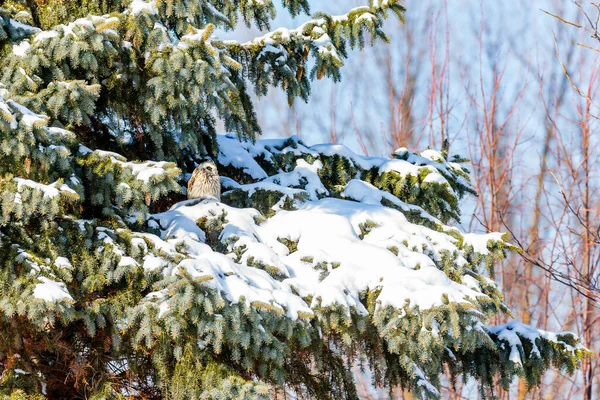 Zblízka Záběr Krásné Sovy Přírodním Prostředí — Stock fotografie