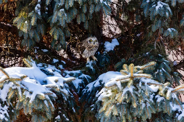 Close Shot Beautiful Owl Natural Habitat — Stock Photo, Image