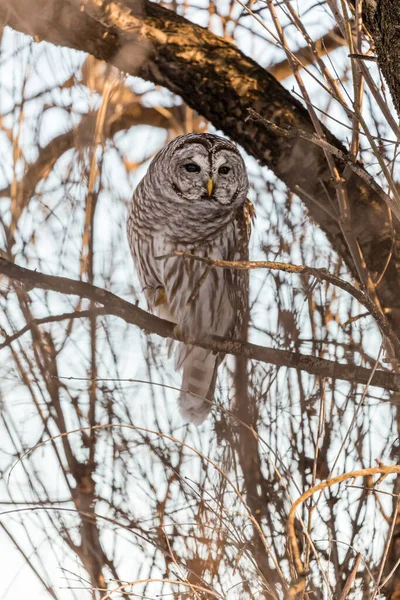 Close Shot Beautiful Owl Natural Habitat — Stock Photo, Image