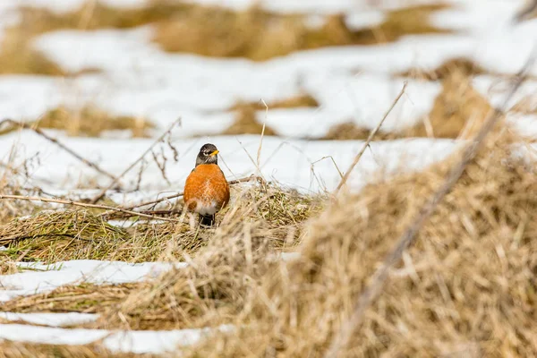 Karda Güzel Bir Kuşun Yakın Plan Çekimi — Stok fotoğraf