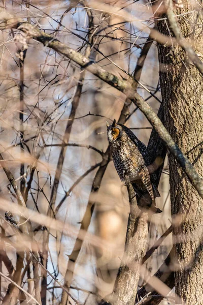 Gros Plan Belle Chouette Dans Habitat Naturel — Photo