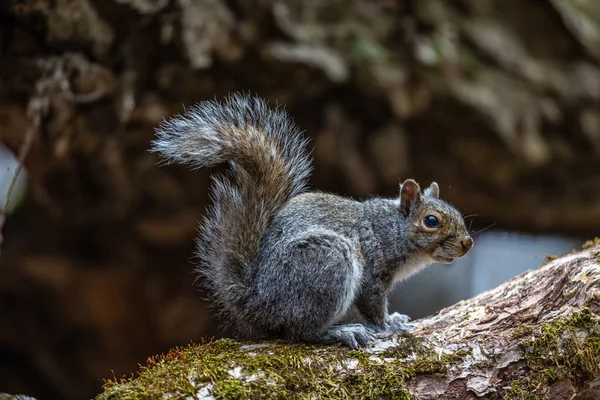 Close Shot Adorable Little Squirrel Natural Habitat — Stock Photo, Image