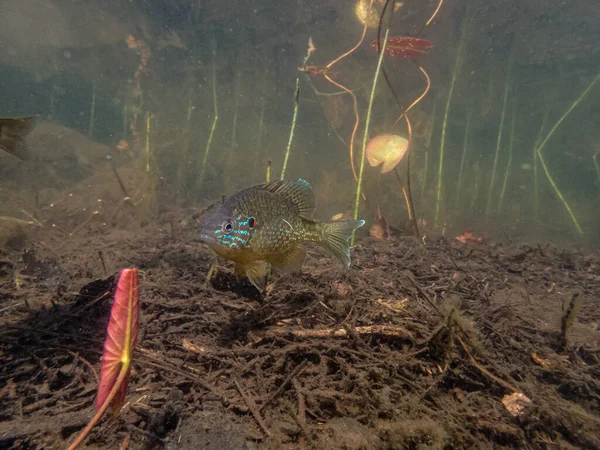 Nahaufnahme Schöner Exotischer Fische Aquarium — Stockfoto