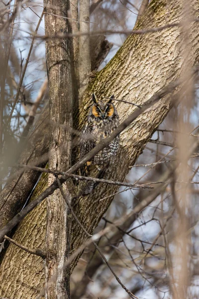 Close Shot Beautiful Owl Natural Habitat — Stock Photo, Image