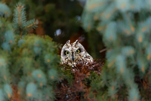 Primo Piano Colpo Bella Civetta Habitat Naturale — Foto Stock