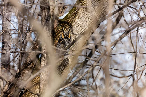 Gros Plan Belle Chouette Dans Habitat Naturel — Photo