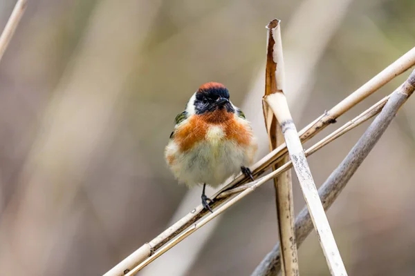 Gros Plan Magnifique Oiseau Sauvage Perché Sur Une Branche — Photo