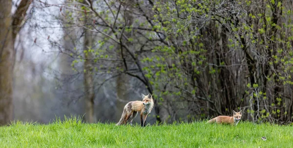 Γραφική Λήψη Αξιολάτρευτων Μικρών Αλεπούδων Στη Φύση — Φωτογραφία Αρχείου