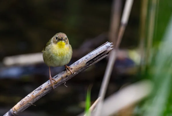 Primo Piano Bellissimo Uccello Selvatico Appollaiato Ramo — Foto Stock