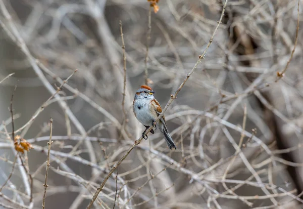 Close Beautiful Wild Bird Perching Branch — Stock Photo, Image