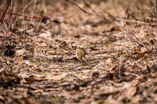 Close Shot Beautiful Small Bird Nature — Stock Photo, Image