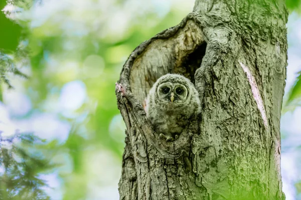 Zbliżenie Ujęcie Pięknej Sowy Naturalnym Środowisku — Zdjęcie stockowe