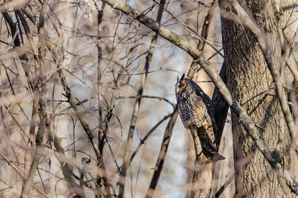 Gros Plan Belle Chouette Dans Habitat Naturel — Photo