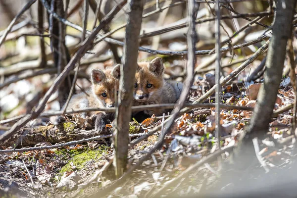 Close Shot Van Rode Vos Welpen Het Bos — Stockfoto