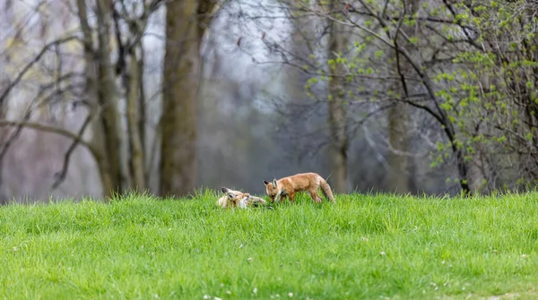 可爱的小狐狸在大自然中的美丽镜头 — 图库照片