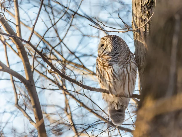 Gros Plan Belle Chouette Dans Habitat Naturel — Photo