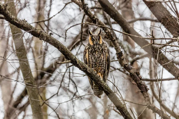 Gros Plan Belle Chouette Dans Habitat Naturel — Photo