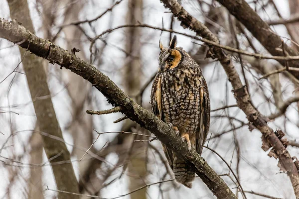 Gros Plan Belle Chouette Dans Habitat Naturel — Photo