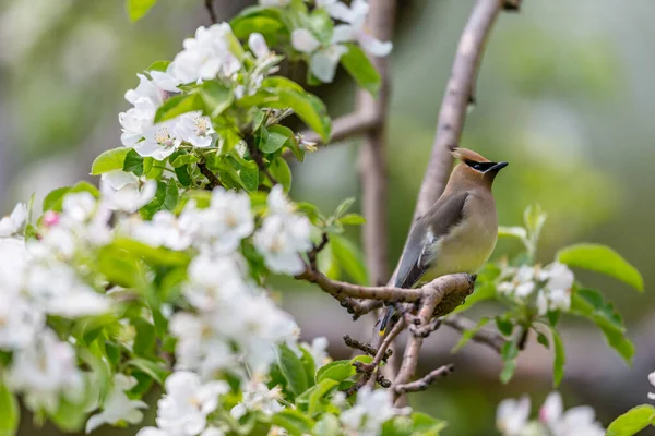 Närbild Vackra Vilda Fågel Sittande Gren — Stockfoto