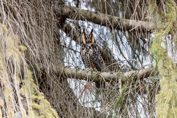 Gros Plan Belle Chouette Dans Habitat Naturel — Photo