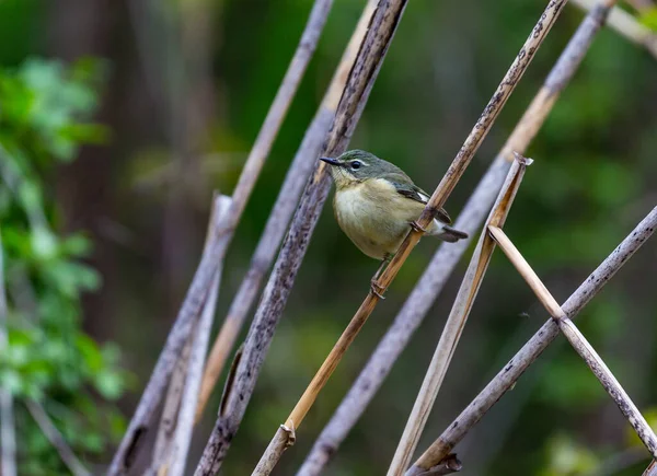 枝の上に広がる美しい野鳥のクローズアップ — ストック写真