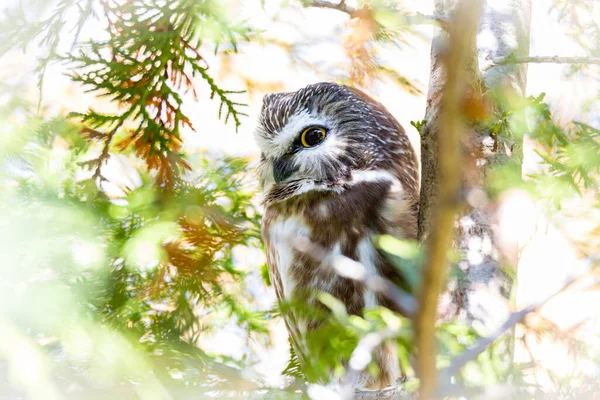 Close Shot Beautiful Owl Natural Habitat — Stock Photo, Image