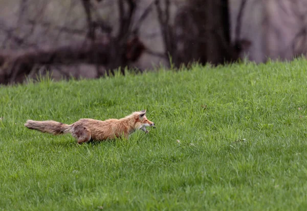 緑の草原で美しい野生のキツネのクローズアップショット — ストック写真