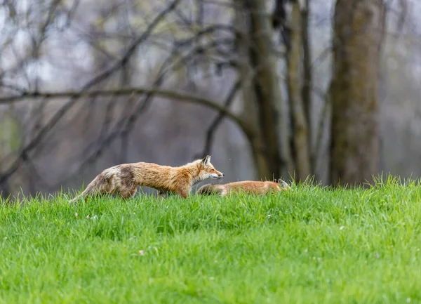 자연계에 귀여운 여우들의 아름다운 — 스톡 사진