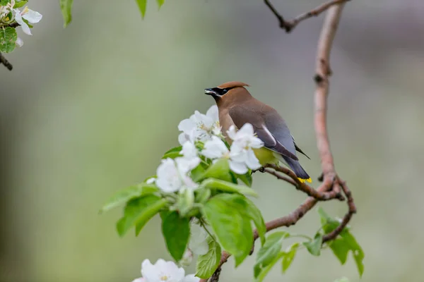 Nahaufnahme Eines Schönen Wildvogels Der Auf Einem Ast Hockt — Stockfoto