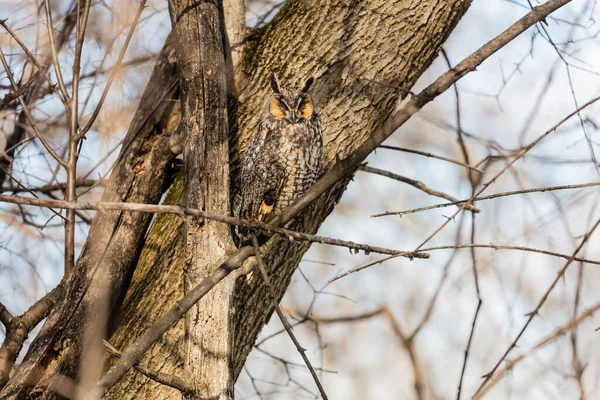 Doğal Ortamdaki Güzel Baykuşun Yakın Plan Çekimi — Stok fotoğraf