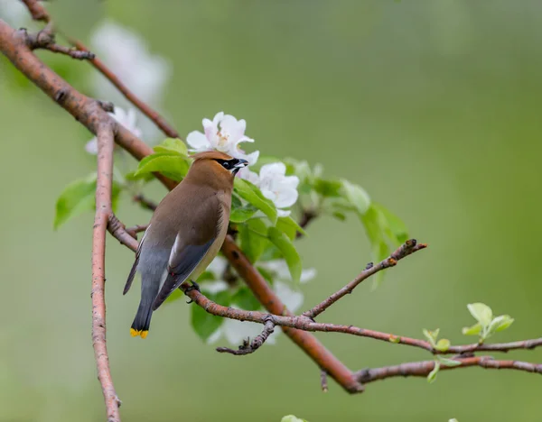 Nahaufnahme Eines Schönen Wildvogels Der Auf Einem Ast Hockt — Stockfoto