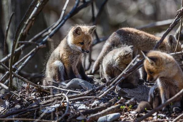 Tiro Cênico Raposas Adoráveis Pouco Natureza — Fotografia de Stock