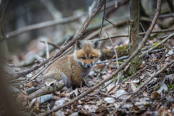 Gros Plan Petit Renard Roux Dans Forêt — Photo