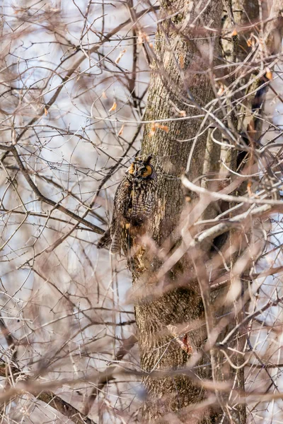 Närbild Vacker Uggla Naturlig Miljö — Stockfoto