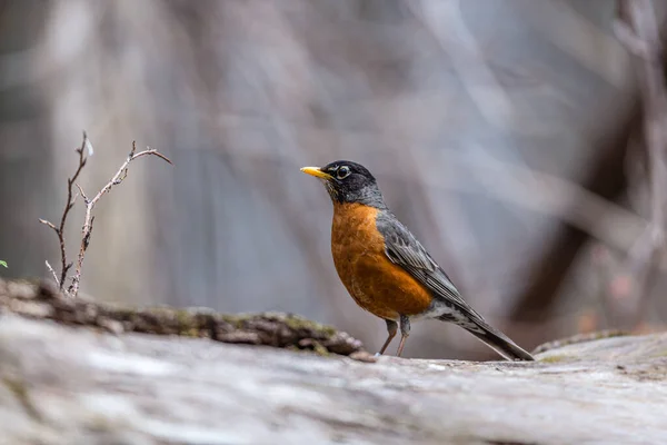 Primo Piano Bellissimo Uccello Selvatico Appollaiato Ramo — Foto Stock