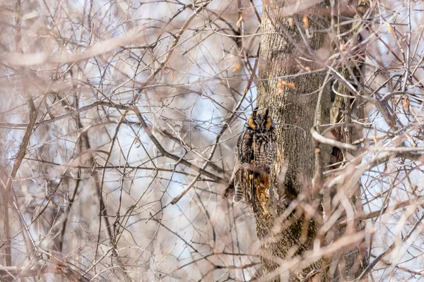 Närbild Vacker Uggla Naturlig Miljö — Stockfoto