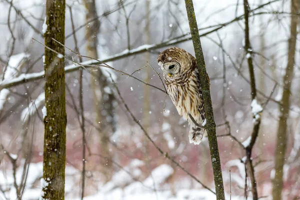 自然の生息地で美しいフクロウの接近ショット — ストック写真