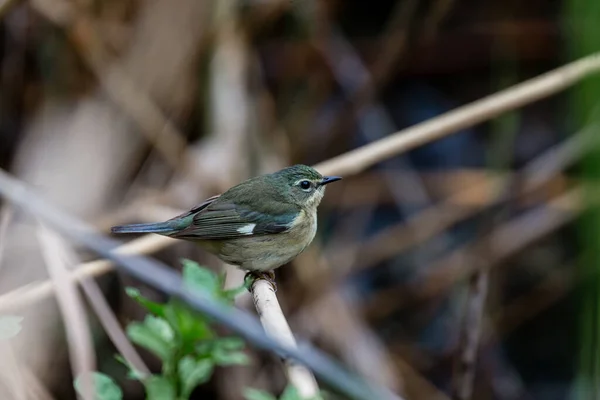 枝の上に広がる美しい野鳥のクローズアップ — ストック写真