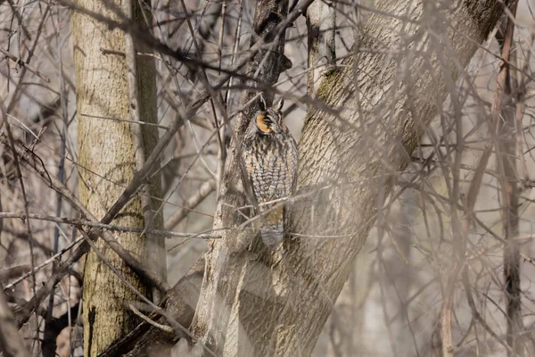 Gros Plan Belle Chouette Dans Habitat Naturel — Photo