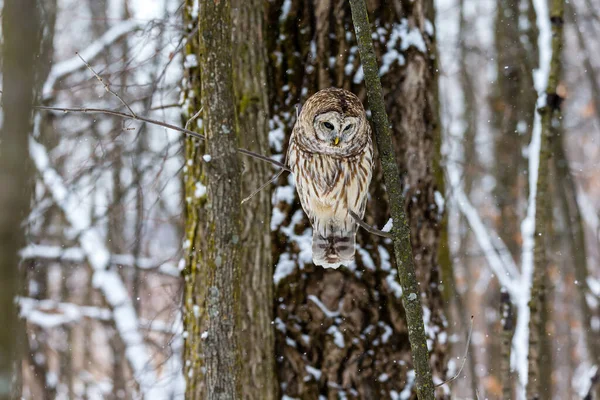 Gros Plan Belle Chouette Dans Habitat Naturel — Photo