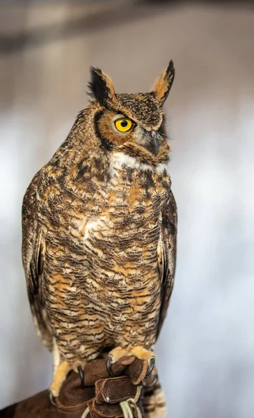 Close Shot Beautiful Owl Blurred Background — Stock Photo, Image