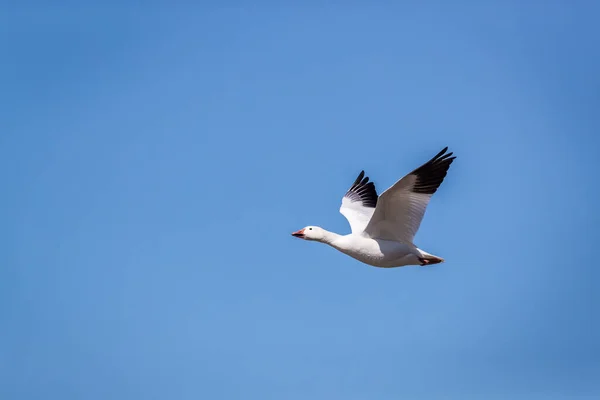 Plano Escénico Ganso Salvaje Hermosa Volando Naturaleza —  Fotos de Stock